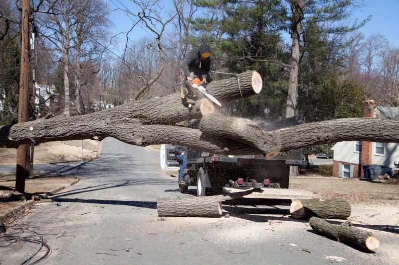 Birch Tree Removal in Pottstown, PA
