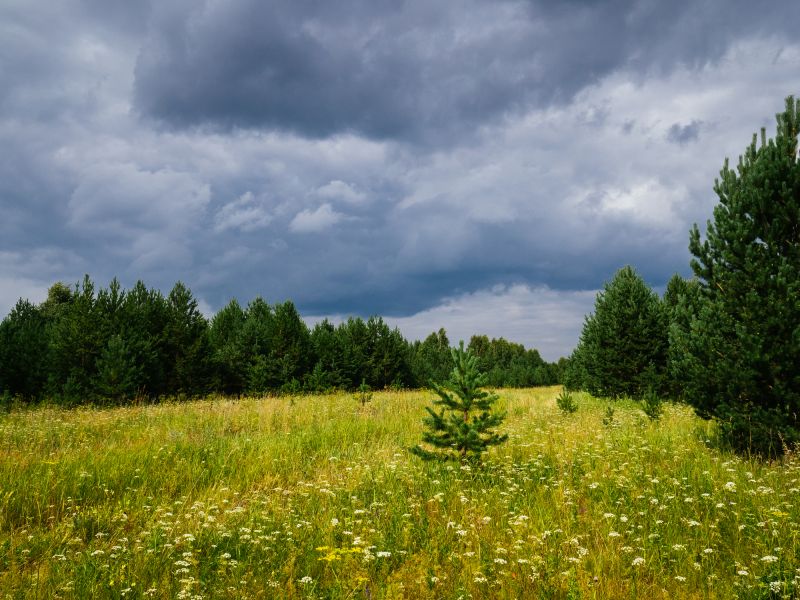 Land Clearing in Marietta, GA